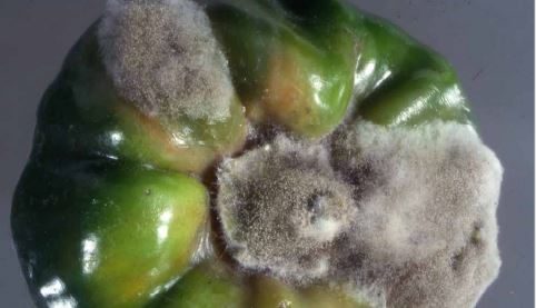 Image shows how Botrytis on fruit stem can often spread into fruit issue